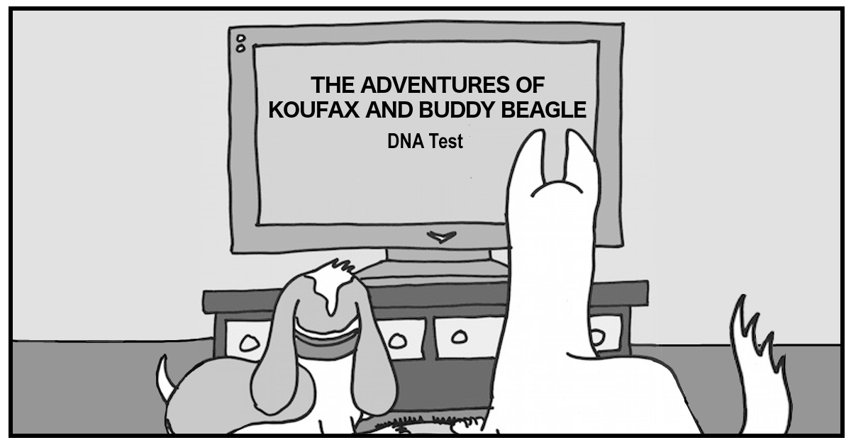 The adventures of Koufax and Buddy Beagle "DNA Test"